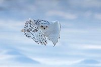 Schnee Eule abfliegend Schnee