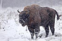 Wisent Stier im Schneetreiben