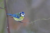 Blaumeise auf Zweig Seitenan