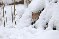 Luchs Kater aus Schnee schauen