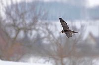 Wanderfalke Schneelandschaft