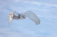 Schnee Eule ueber Schnee