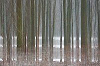 Baumstaemme vor Strasse graphi