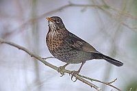 Amsel Weibchen auf Ast