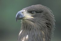 Seeadler Kopf Jungvogel