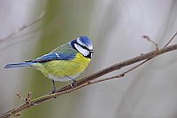 Blaumeise Seitenansicht