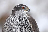 Habicht Kopfportrait im Schnee