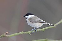 Weidenmeise Seitenansicht