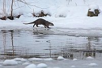 Europ Fischotter am Ufer Schne