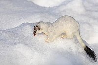 Hermelin im Schnee Blutfleck