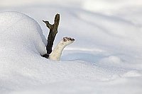 Hermelin aus Schnee schauend