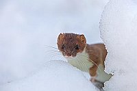 Hermelin Portrait im Schnee