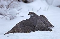 Habicht im Schnee gelandet