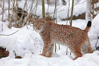 Luchs Kater verharrend Schnee