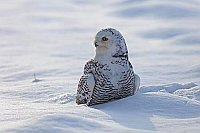 Schnee Eule im Gegenlicht