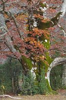 Rotbuche altes Exemplar