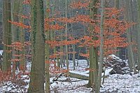 Buchenwald im Winter