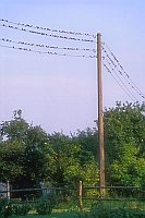 Schwalben auf Stromleitung