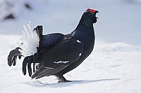 Birkhuhn Hahn balzend