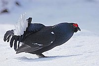 Birkhuhn Hahn balzend Schnee