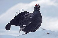 Birkhuhn Hahn bei der Balz