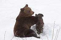 Braunbaer am Baumstumpf