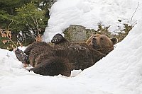Braunbaer im Schnee liegend