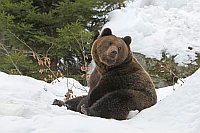 Braunbaer im Schnee sitzend