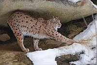 Luchs Kater sich streckend