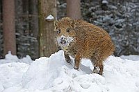 Wildschwein Frischling Schnee