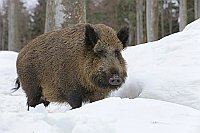 Wildschwein im Schnee