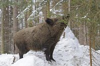 Wildschwein Nadelzweig essend