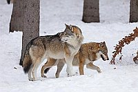 Wolf 2 Tiere im Schnee