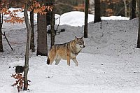 Wolf im verschneiten Wald