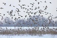 Bergfinken Schwarm auffliegend