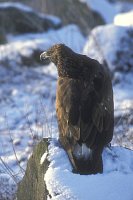 Steinadler im Schnee v hinten