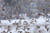 Bergfinken Schwarm fliegend