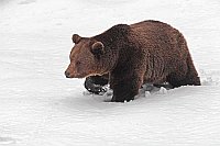 Braunbaer durch Schnee stapfen