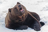 Braunbaer geoeffnetes Maul