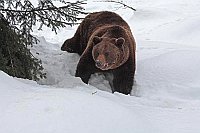 Braunbaer hinter Fichte im Win