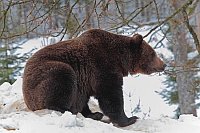 Braunbaer im Schnee Baeume