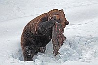 Braunbaer Kopf auf Stamm legen