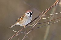 Feldsperling auf Ast Seitenans