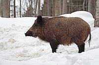 Wildschwein Keiler im Schnee