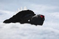 Birkhahn hinter Schneekante