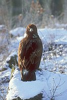 Steinadler im Schnee