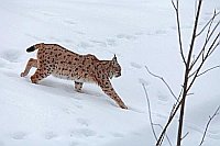 Luchs Kater im Schnee gehend