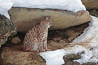 Luchs Kater in Felsnische sitz