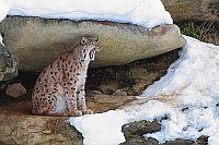 Luchs unter Felsnische gaehnen