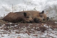 Wildschweine in Kessel schlafe